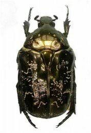 Attēlu rezultāti vaicājumam “Liocola lugubris”