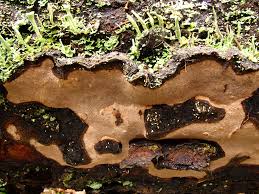 Attēlu rezultāti vaicājumam “Phellinus nigrolimitatus”