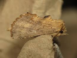 Attēlu rezultāti vaicājumam “Pterostoma palpina”