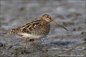 Image result for Gallinago gallinago