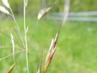 Attēlu rezultāti vaicājumam “Helictotrichon pratense”