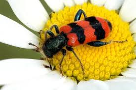 Attēlu rezultāti vaicājumam “Trichodes apiarius”