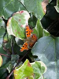 Attēlu rezultāti vaicājumam “Clossiana euphrosyne upperside”