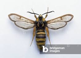 Attēlu rezultāti vaicājumam “Sesia apiformis”