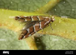 Attēlu rezultāti vaicājumam “Cameraria ohridella”