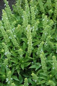 Attēlu rezultāti vaicājumam “Ocimum basilicum flower”