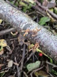 Attēlu rezultāti vaicājumam “Macrotyphula fistulosa var. contorta”