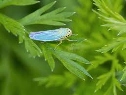 Attēlu rezultāti vaicājumam “Cicadella viridis”