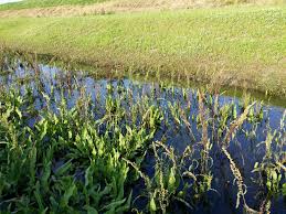 Attēlu rezultāti vaicājumam “Rumex hydrolapathum”