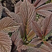Image result for Rodgersia chocolate wings