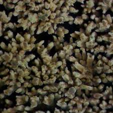 Attēlu rezultāti vaicājumam “Mycoacia fuscoatra”