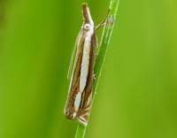 Attēlu rezultāti vaicājumam “Crambus silvella”