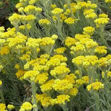 Image result for Helichrysum subulifolium