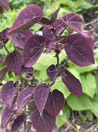 Attēlu rezultāti vaicājumam “Cercidiphyllum japonicum flower”