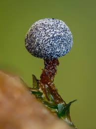 Attēlu rezultāti vaicājumam “Physarum diderma”