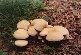 Image result for macrocybe titans