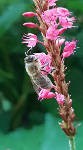 Attēlu rezultāti vaicājumam “Cribraria argillacea young”