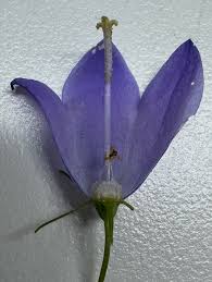 Attēlu rezultāti vaicājumam “Campanula rotundifolia flower”