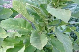 Attēlu rezultāti vaicājumam “Verbascum thapsus leaf”