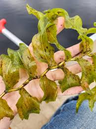 Attēlu rezultāti vaicājumam “Potamogeton praelongus leaf”