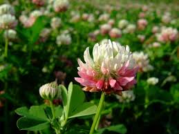 Attēlu rezultāti vaicājumam “Trifolium hybridum flower”