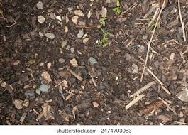 Attēlu rezultāti vaicājumam “Pucciniastrum areolatum”