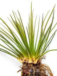 Attēlu rezultāti vaicājumam “Isoetes lacustris”