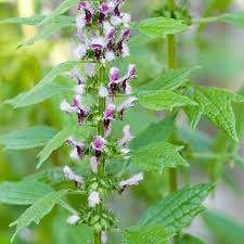 Image result for Leonurus cardiaca