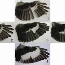 Attēlu rezultāti vaicājumam “Lanius excubitor adult”