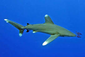 Image result for Carcharhinus longimanus