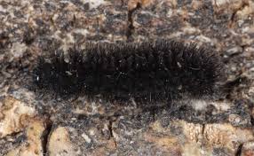 Attēlu rezultāti vaicājumam “Cybosia mesomella”