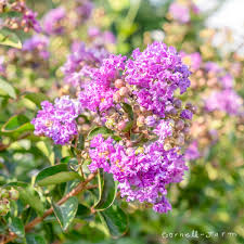 Image result for Lagerstroemia