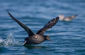 Image result for Puffinus gravis