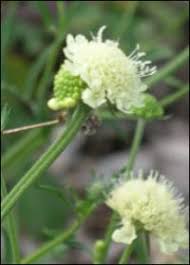 Image result for Scabiosa ochroleuca