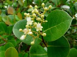 Attēlu rezultāti vaicājumam “Rhynchospora alba fruit”