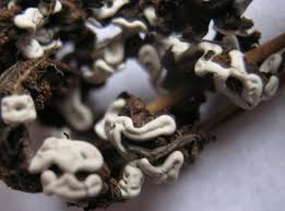 Attēlu rezultāti vaicājumam “Diderma deplanatum”