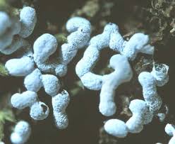 Attēlu rezultāti vaicājumam “Cribraria rufa stalked”