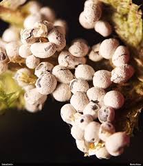 Attēlu rezultāti vaicājumam “Diderma ochraceum macro”