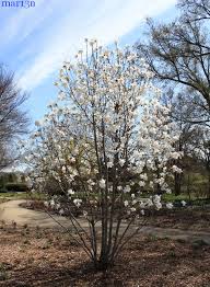 Attēlu rezultāti vaicājumam “Magnolia x loebneri”
