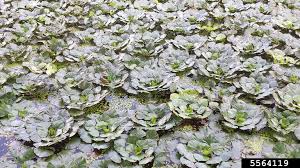 Attēlu rezultāti vaicājumam “Trapa natans”