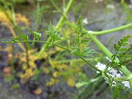 Attēlu rezultāti vaicājumam “Oenanthe aquatica leaf”