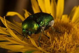 Attēlu rezultāti vaicājumam “Cryptocephalus aureolus, Cryptocephalus sericeus”