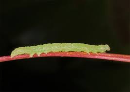 Attēlu rezultāti vaicājumam “Colobochyla salicalis”