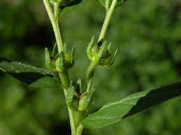Attēlu rezultāti vaicājumam “Lithospermum officinale”