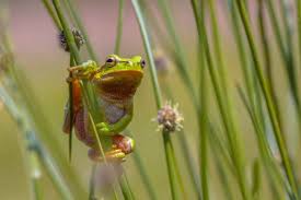 Attēlu rezultāti vaicājumam “Juncus effusus”