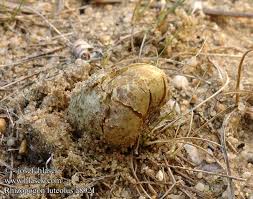 Attēlu rezultāti vaicājumam “Rhizopogon luteolus”