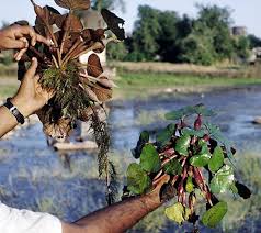 Attēlu rezultāti vaicājumam “Trapa natans”