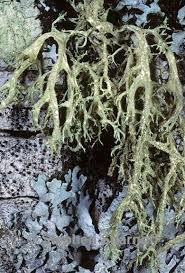 Attēlu rezultāti vaicājumam “Evernia mesomorpha”