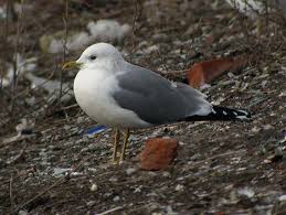 Attēlu rezultāti vaicājumam “Larus canus adult”