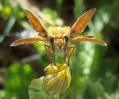 Attēlu rezultāti vaicājumam “Thymelicus sylvestris underside”